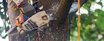 Best Soil Testing and Treatment  in Port Morris, NJ