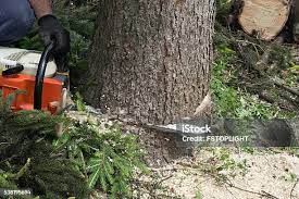 Best Tree Health Inspection  in Port Morris, NJ