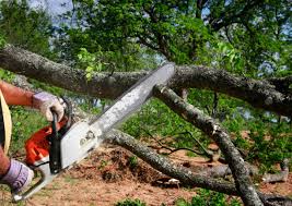 Best Leaf Removal  in Port Morris, NJ