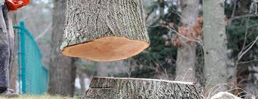Best Emergency Tree Removal  in Port Morris, NJ