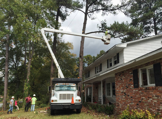 Trusted Port Morris, NJ Tree Care Experts