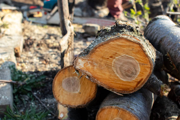 Best Tree Risk Assessment  in Port Morris, NJ