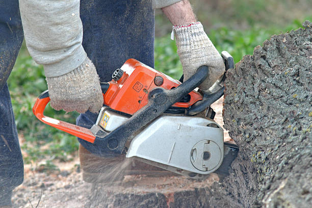 How Our Tree Care Process Works  in  Port Morris, NJ