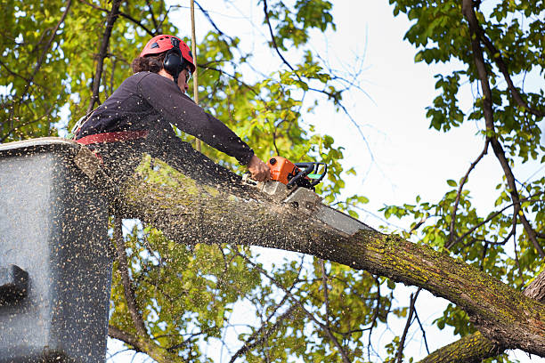 Best Tree Trimming and Pruning  in Port Morris, NJ