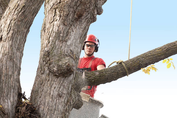 Best Tree Preservation Services  in Port Morris, NJ